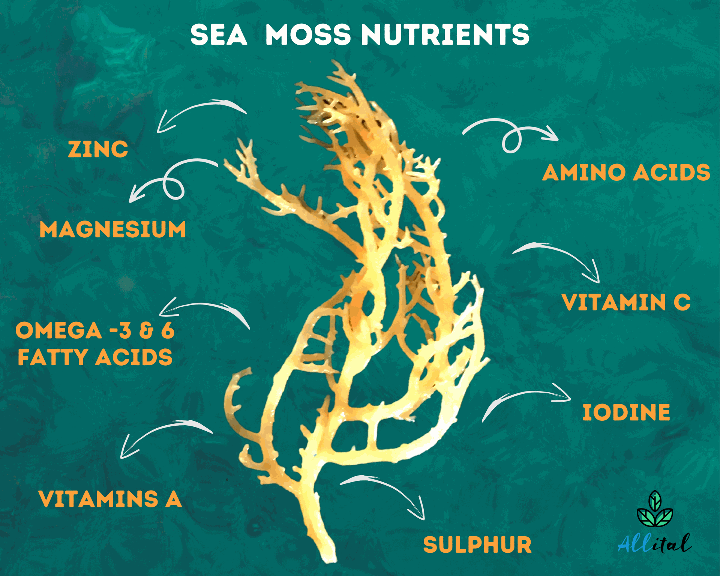 sea moss Nutrients