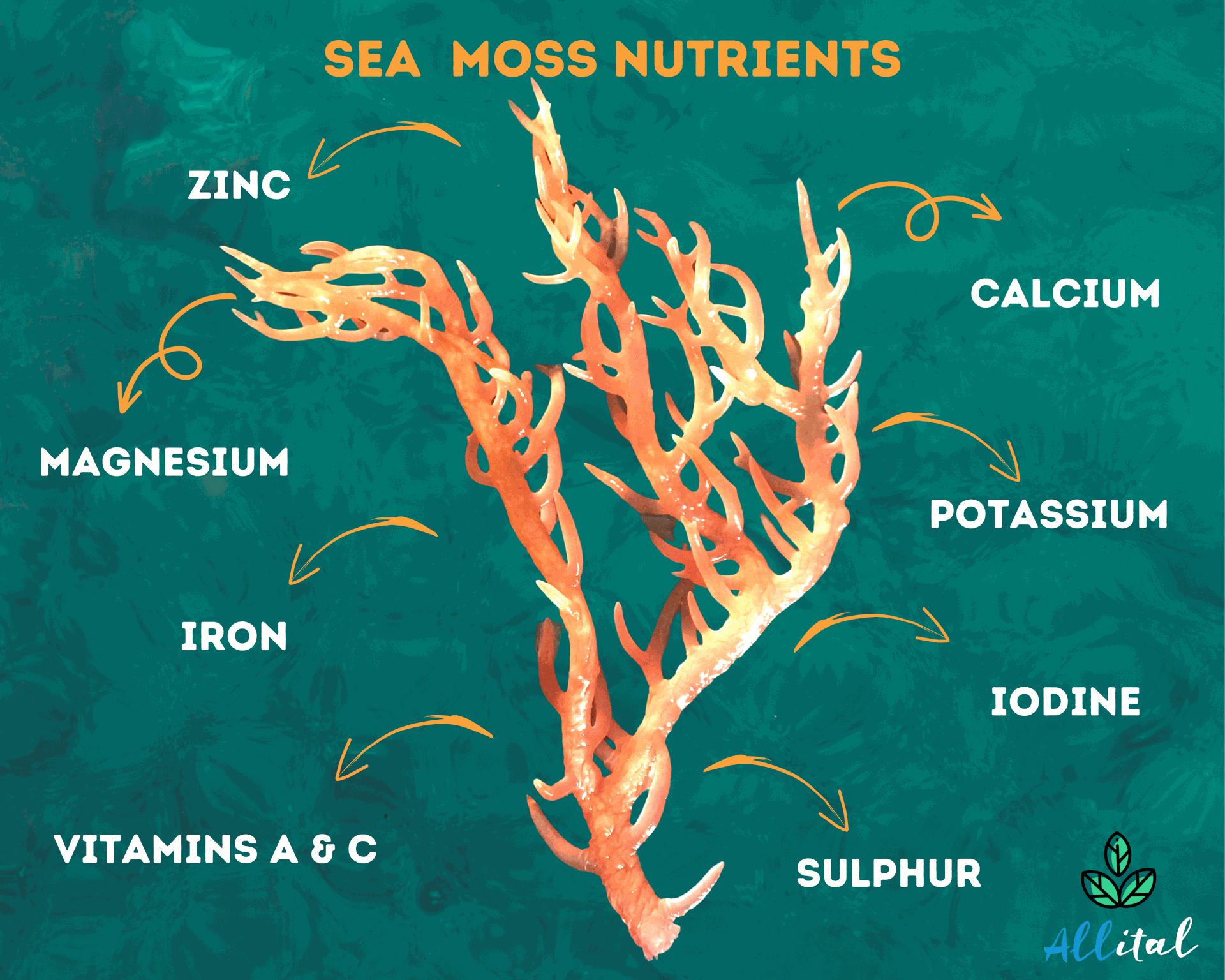 Sea Moss Nutrients