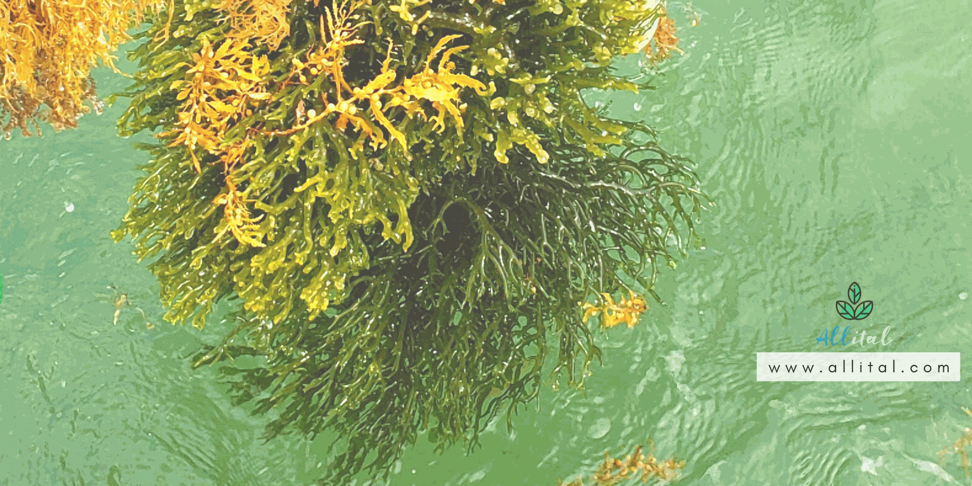 St. Lucian Raw Sea Moss