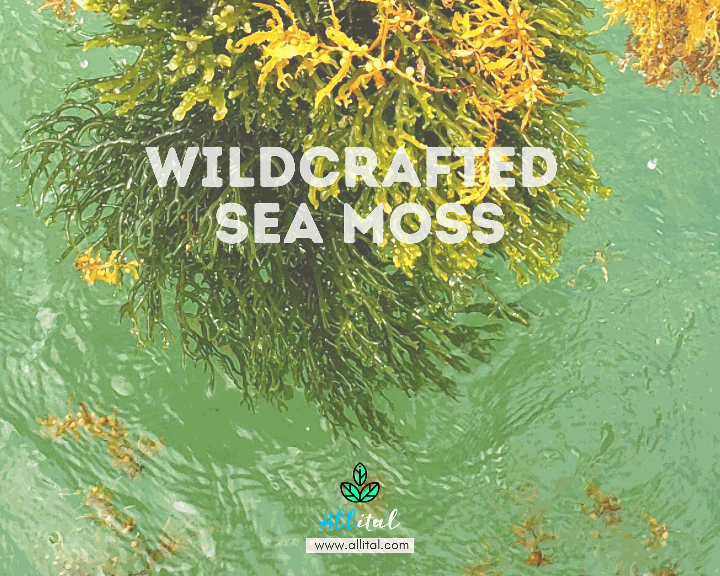 Wildcrafted Sea Moss