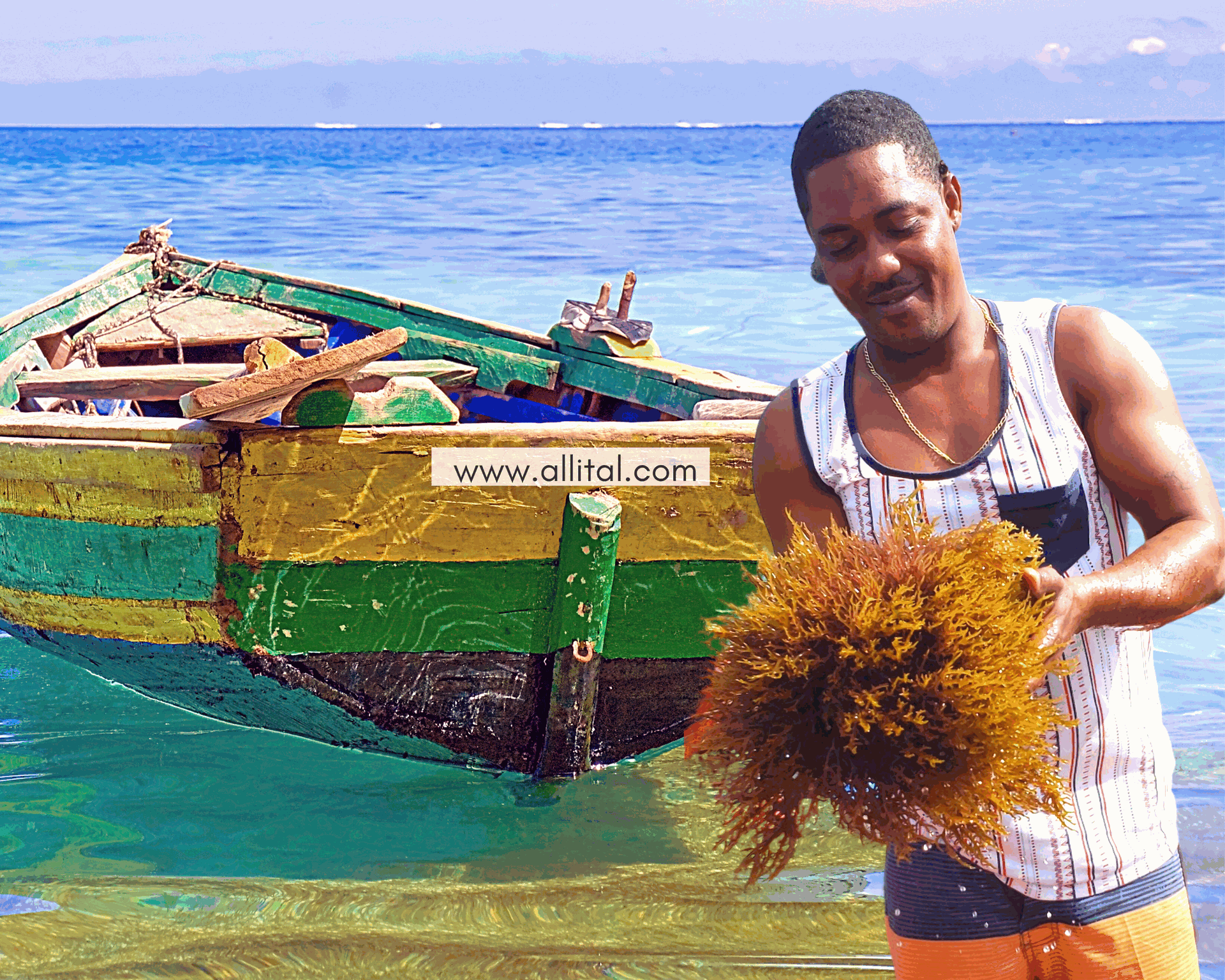 SEA MOSS VITAMINS